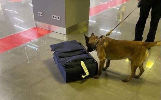 В Одессе служебный пес разоблачил иностранца, который привез наркотики на миллион под видом спортивного питания «фото»