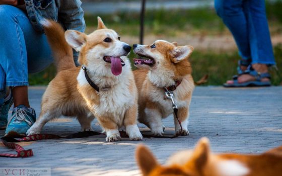 “Больше коржей и счастья”: парк Победы заполонили корги (фоторепортаж) «фото»