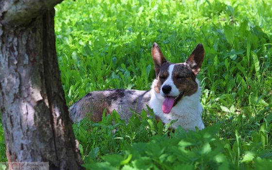 Последние летние выходные в Одессе начнутся с прохлады «фото»