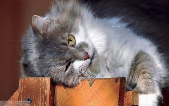 Одесситам обещают жаркий четверг «фото»