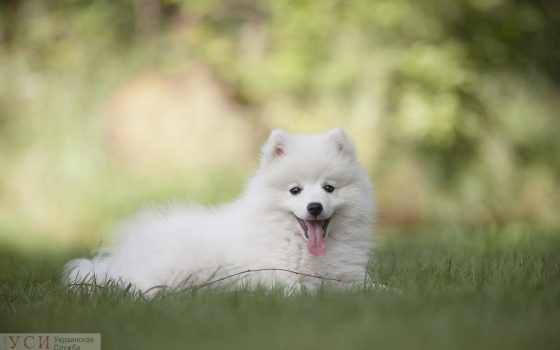 В среду в Одессе будет жарко «фото»