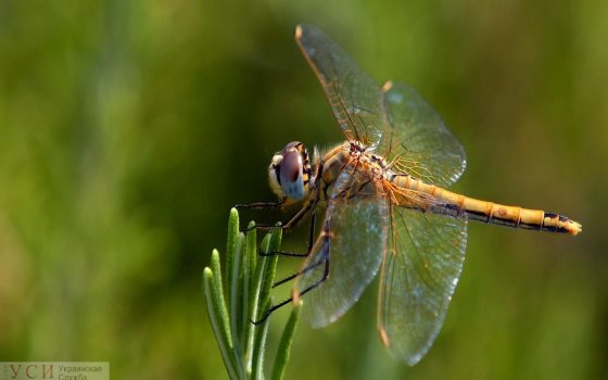 Одесситам обещают жаркий четверг, а в области – грозу «фото»