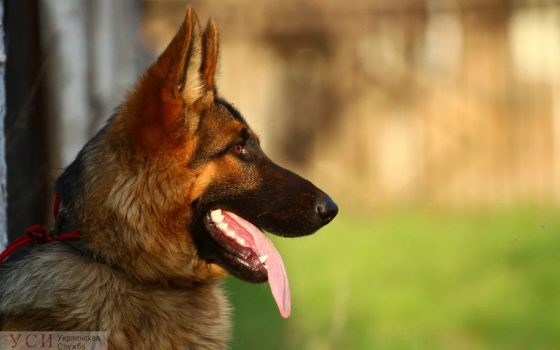 В Белгороде-Днестровском овчарка искусала 6-летнего мальчика из Одессы «фото»