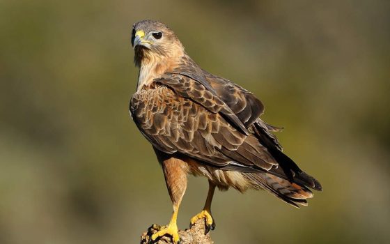 Одесситы спасли краснокнижных ястребов, одну птицу нашли мертвой (фото, видео) «фото»