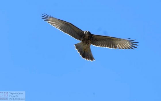 Спасенных одесситами редких ястребов выпустили на волю (видео) «фото»