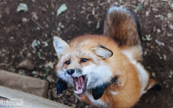 Под Одессой будут прививать диких животных от бешенства, разбрасывая приманку с самолета (фото) «фото»