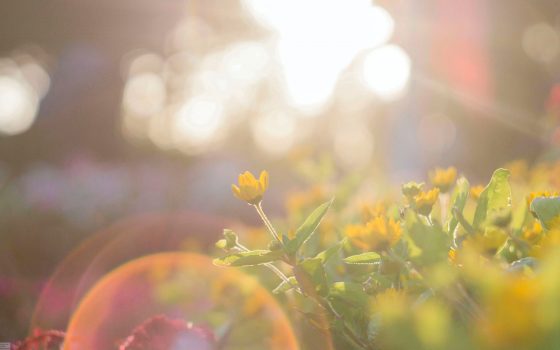 В Одессе обещают солнечную и жаркую пятницу «фото»