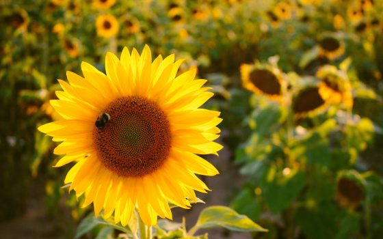Пятница в Одессе будет жаркой и ясной «фото»