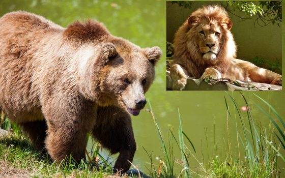Конфискованных Минюстом медведей и львов подарили Национальным паркам «фото»
