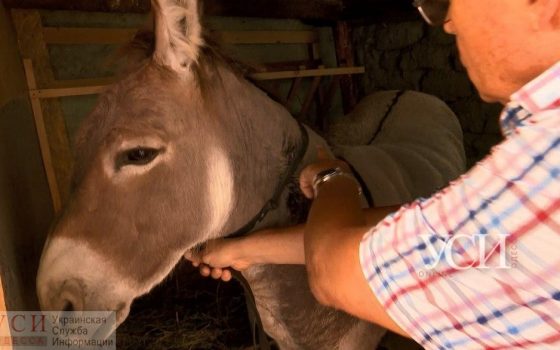 Диарея, гематомы и дефект позвоночника: в Одесском зоопарке рассказали о состоянии осла, отобранного у хозяина в Лузановке (фото, видео) «фото»