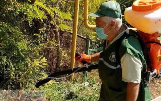 В Одессе к борьбе амброзией подключили новые силы (фото) «фото»