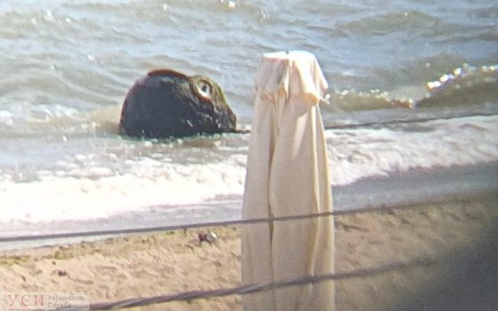 На пляже в Черноморске достали из воды огромную мину (фото) ОБНОВЛЕНО «фото»