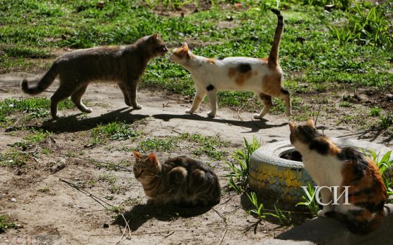 Последний день лета в Одессе будет жарким и солнечным «фото»
