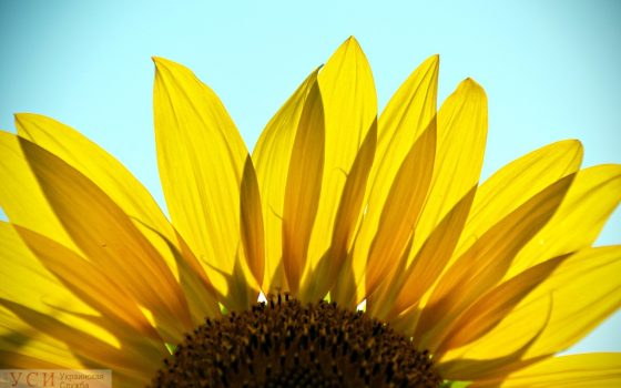 Одесситам обещают жаркий понедельник «фото»