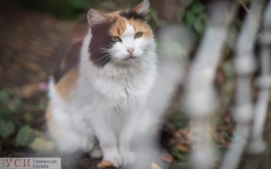 Вторник в Одессе будет теплым, а с утра ожидается похолодание «фото»