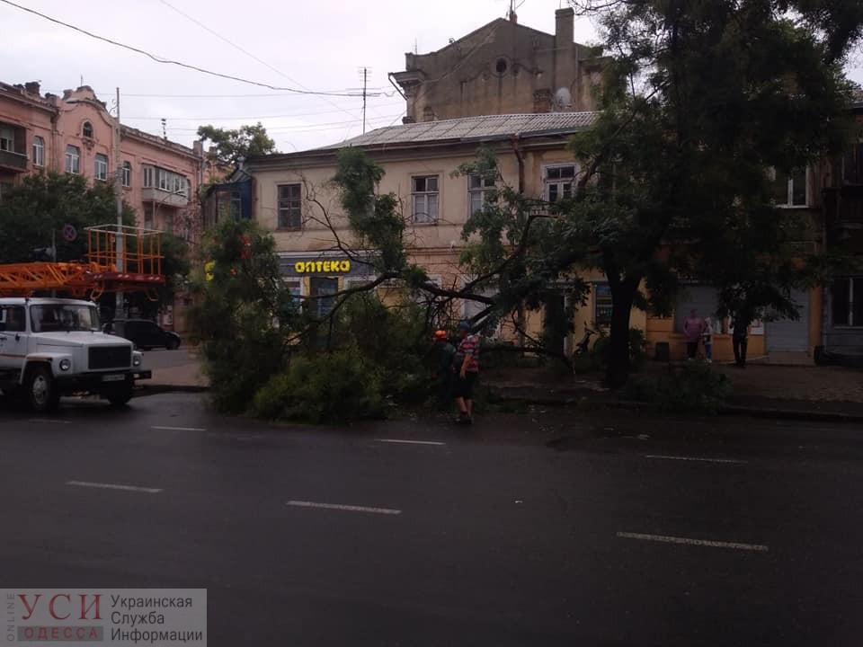 Долгожданный осенний дождь повалил в Одессе 10 деревьев (фото) «фото»