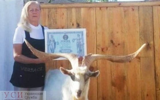 Отрастил рога: одесский козел попал в Книгу рекордов Украины «фото»