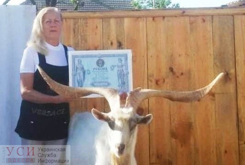 Отрастил рога: одесский козел попал в Книгу рекордов Украины «фото»