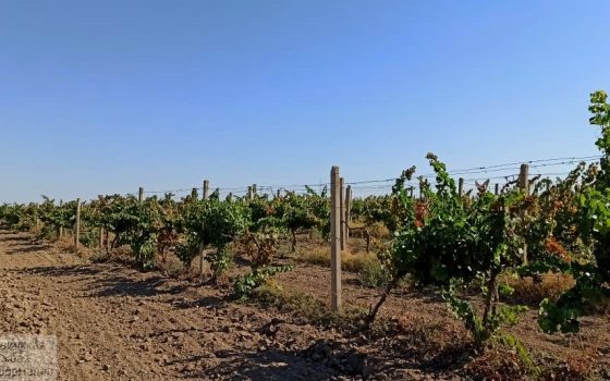 На грани гибели: засуха уничтожила урожай винограда на юге Одесской области (фото) «фото»