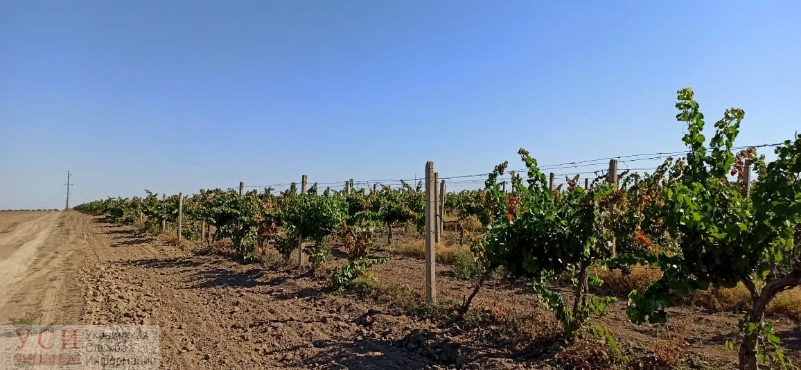 На грани гибели: засуха уничтожила урожай винограда на юге Одесской области (фото) «фото»