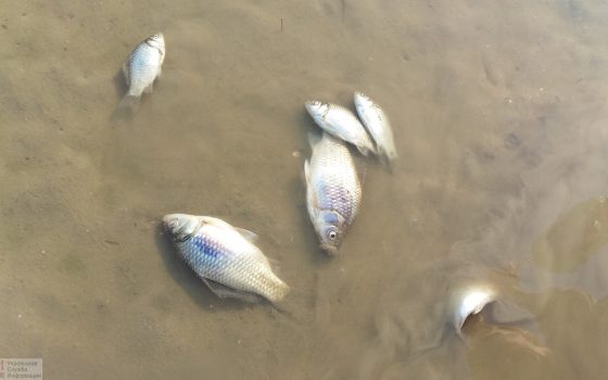 В Тузловских лиманах гибнет рыба (фото) «фото»