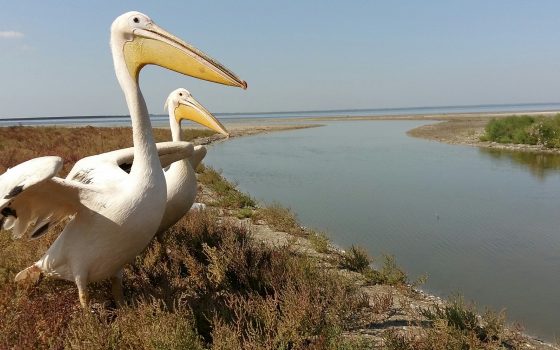 Из плена на волю: редких птиц из ресторана вернули в дикую природу (фото) «фото»