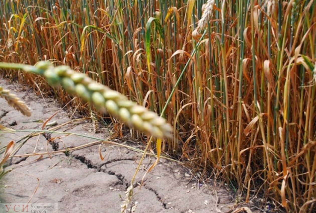 Последствия засухи: на юге Одесской области не собрали 40% урожая пшеницы «фото»