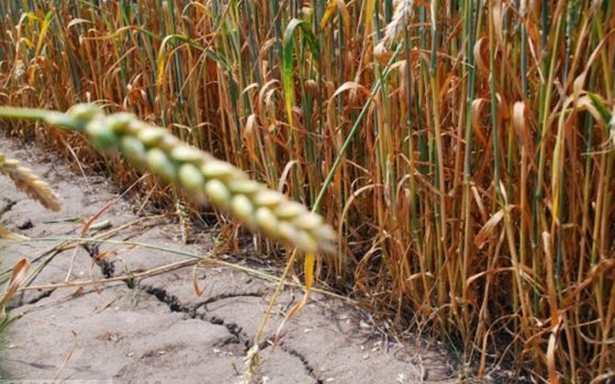 Последствия засухи: на юге Одесской области не собрали 40% урожая пшеницы «фото»