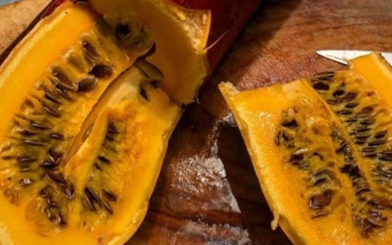 Кассабананы, ежемалина и шарафуга: житель Одесской области у себя на огороде выращивает необычные овощи и фрукты «фото»