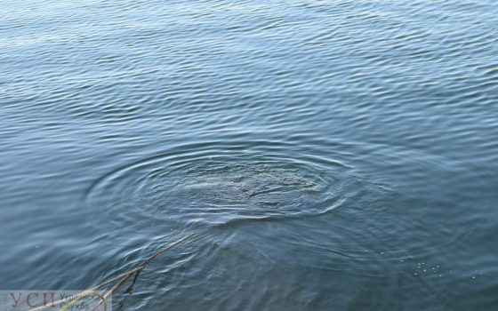 В Черноморске нашли тело утопленника «фото»