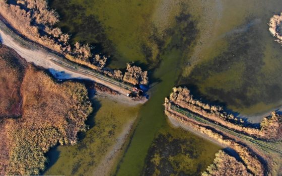 National Geographic покажет сериал про дикую природу Европы: один из эпизодов – про дельту Дуная «фото»