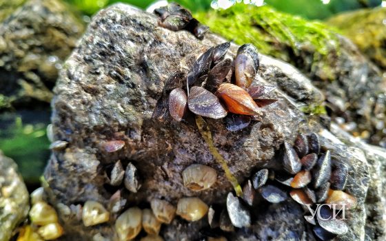 Одесситов ждет прохладный понедельник «фото»
