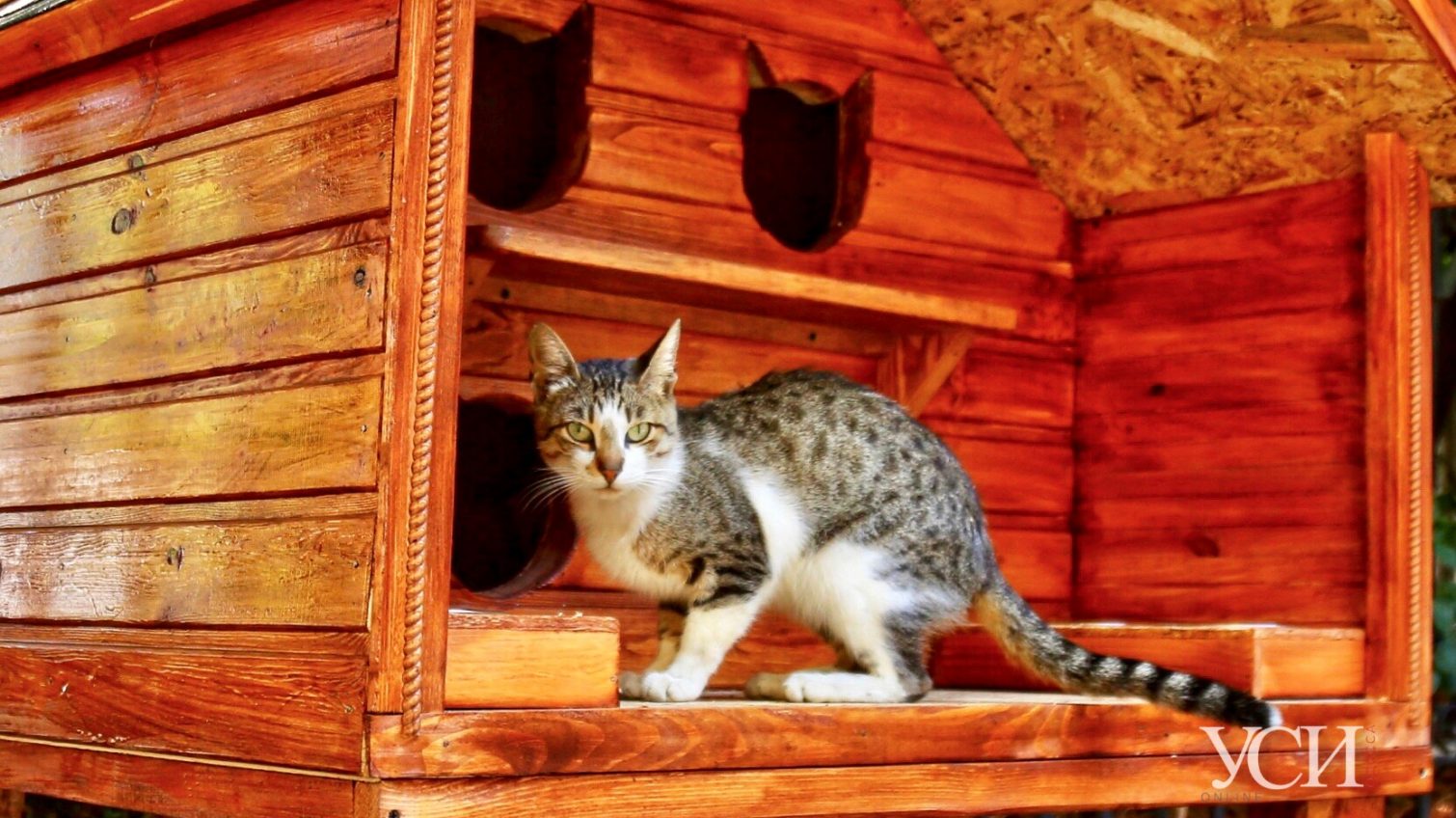 Четыре комнаты: в Одессе установили уютный домик для котов (фото) «фото»