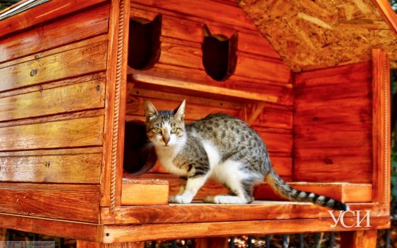 Четыре комнаты: в Одессе установили уютный домик для котов (фото) «фото»