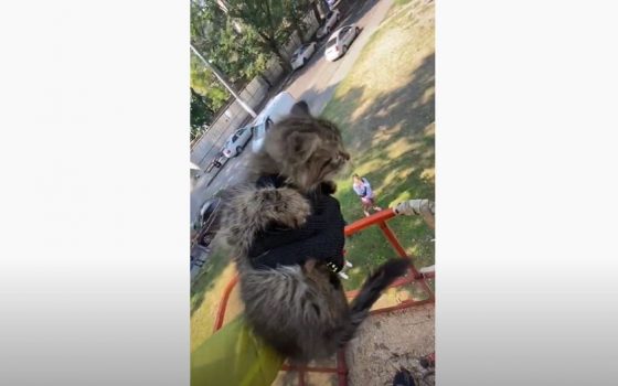 На Тираспольской одесситы вызвали вышку “Горзелентреста” и спасли котенка, который не мог слезть с дерева (видео) «фото»