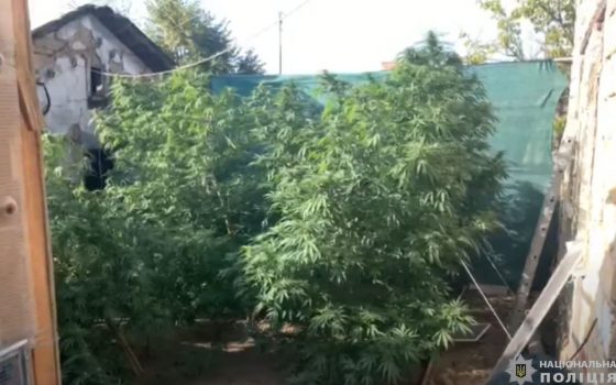 В Суворовском районе местный житель обустроил теплицу с поливом и контролем температуры для марихуаны (видео) «фото»