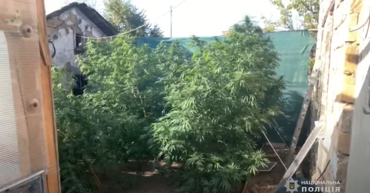 В Суворовском районе местный житель обустроил теплицу с поливом и контролем температуры для марихуаны (видео) «фото»