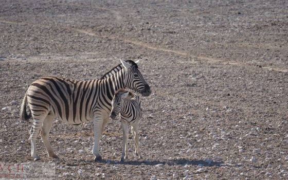 В Одесском зоопарке у венгерских быков и зебр родились малыши (фото) «фото»