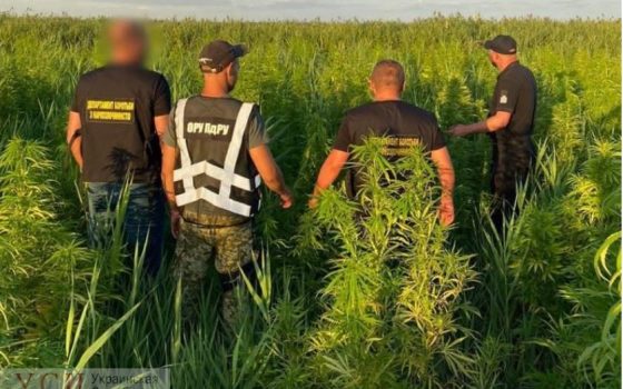 В Одесской области обнаружили целую плантацию конопли (фото) «фото»