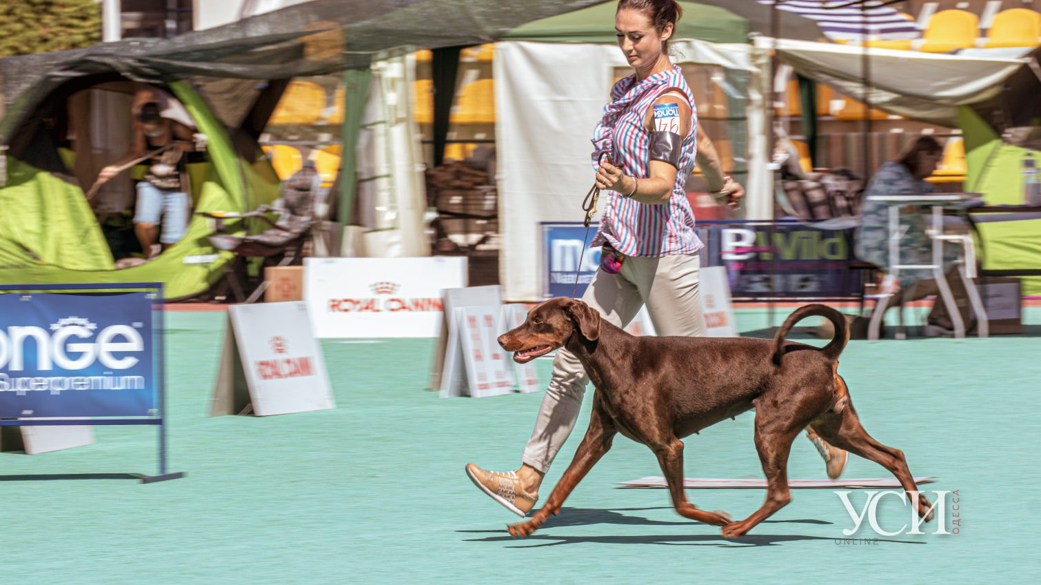 В Одессе проходит грандиозная выставка собак: участвуют больше ста пород (фоторепортаж) «фото»