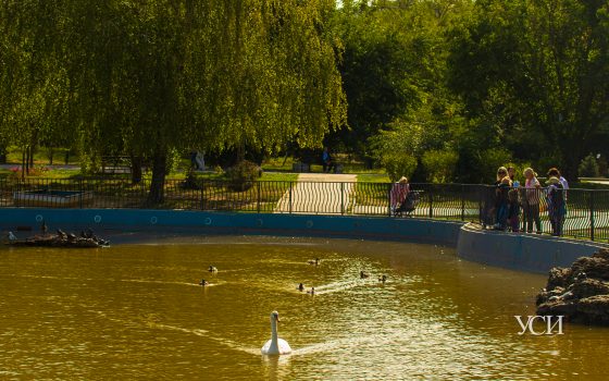 Черепахи, утки, люди: осенняя атмосфера в парке Победы (фоторепортаж) «фото»