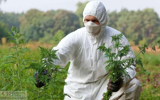 В добавку к коноравирусу: в Беляевском районе объявили еще один карантин «фото»