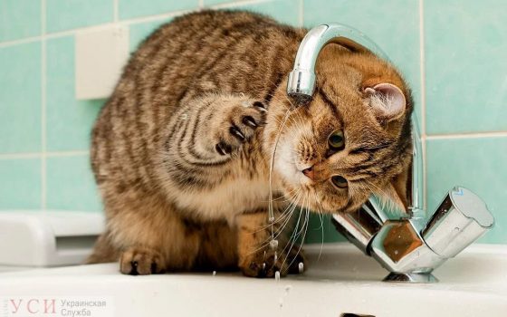 Днем в пятницу отключат воду в районе проспекта Шевченко (адреса) «фото»