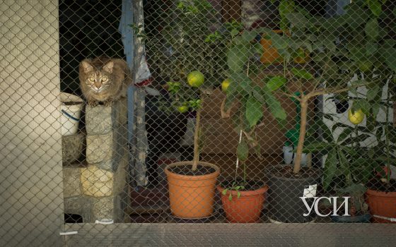 Осенняя нега и чисто одесская Молдаванка (фоторепортаж) «фото»