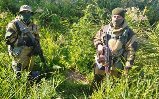 Житель Одесской области выращивал коноплю на острове посреди Дуная вблизи границы с Румынией (фото) «фото»