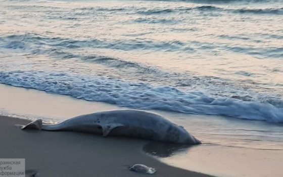 В Черноморске на берег выбросило мертвого дельфина (фото, видео) «фото»