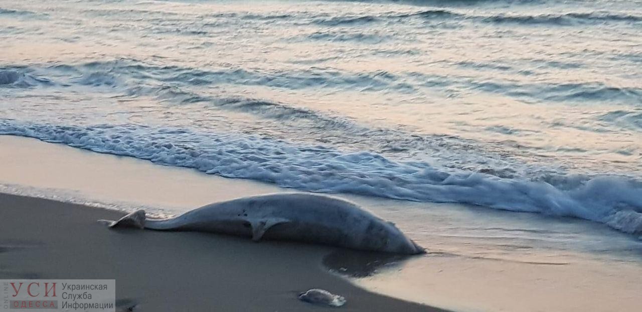 В Черноморске на берег выбросило мертвого дельфина (фото, видео) «фото»