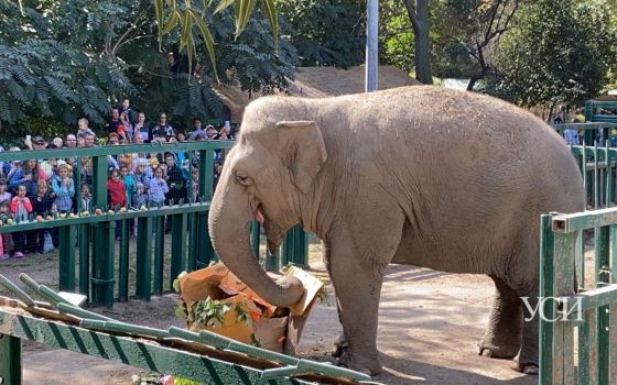 Одесской слонихе Венди – 41: как и чем одесситы поздравляли любимую именинницу (фото, видео) «фото»