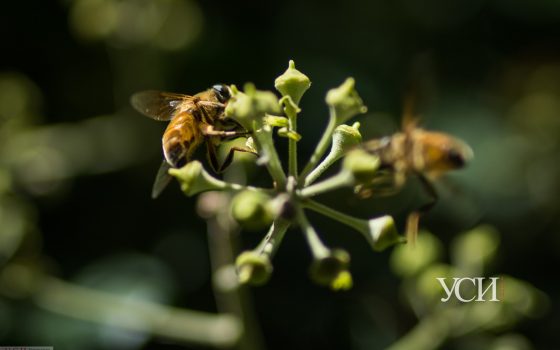 Под сенью небоскреба: цветы, насекомые и молодой бамбук в Ботаническом саду (аэросъемка, макрофото) «фото»