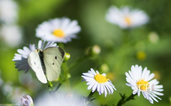 Середина недели в Одессе будет солнечной «фото»